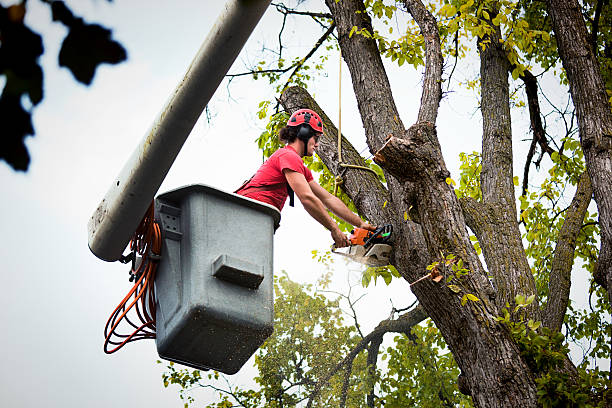 Best Fruit Tree Pruning  in Lakefield, MN